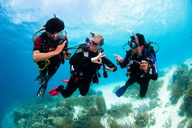 Two reef discovery dives with professional instructor (no experience necessary) - Price and Value: What $150 Really Buys You
