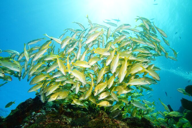 Two Reefs For Certified Divers in Cancun - Price and Logistics, What the $145 Really Buys