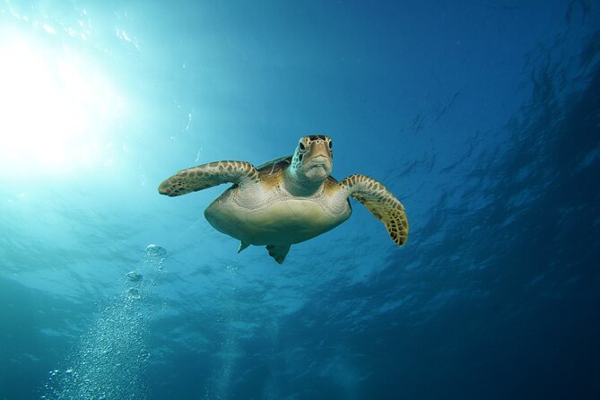 Two Reefs For Certified Divers in Cancun - The Surface Interval, Snacks, Hydration, and Why It Matters