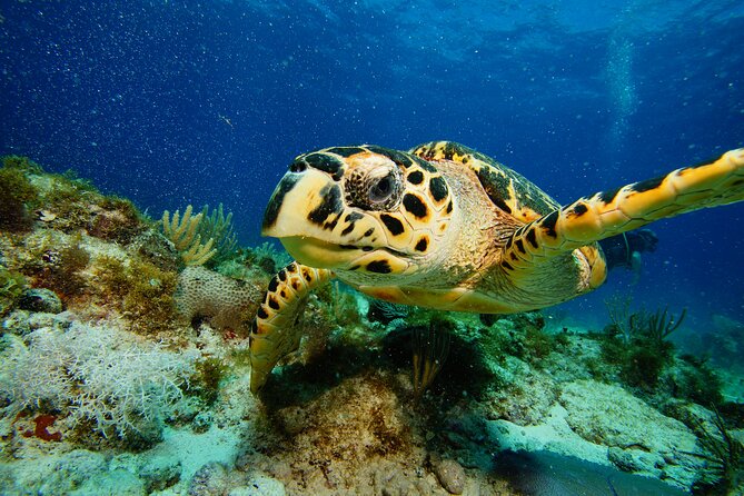 Two Reefs For Certified Divers in Cancun - How the Team Makes or Breaks the Day: Gaby, Aldo, and Fabio