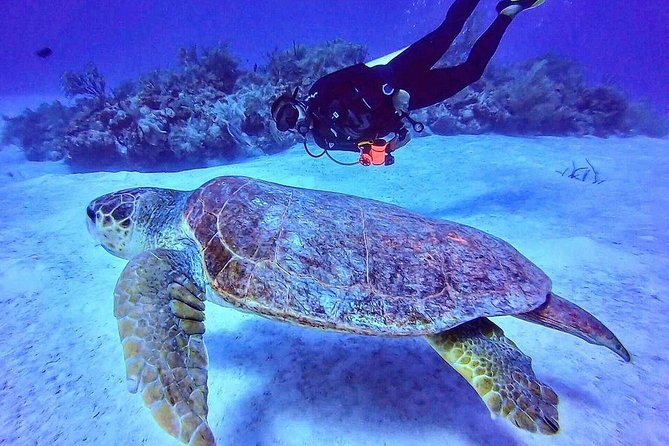 Two tanks local diving for certified divers, SCUBA gear included - Where You’ll Meet in Mahahual (And Why It Matters)