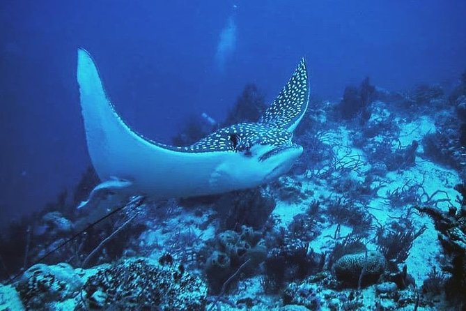 Two tanks local diving for certified divers, SCUBA gear included - What You’ll See Over Mahahual Reef