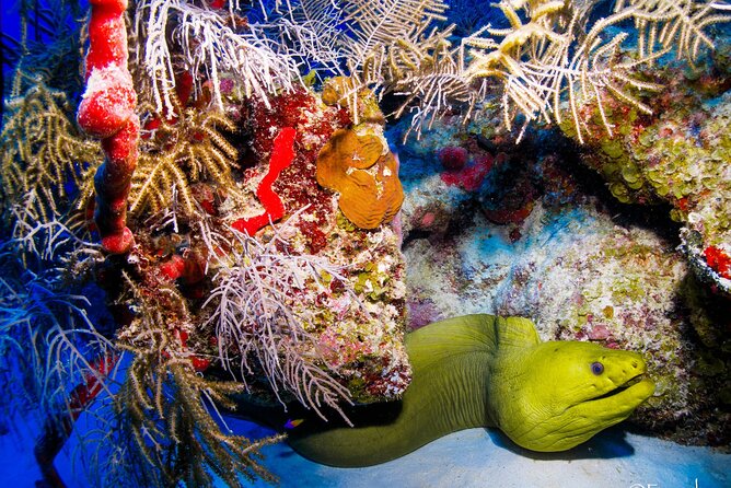 Two tanks local diving for certified divers, SCUBA gear included - Your Crew: Names, Styles, and Why Small-Group Attention Helps