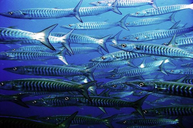 Two tanks local diving for certified divers, SCUBA gear included - Depth, Safety, and the Comfort Level You Should Aim For