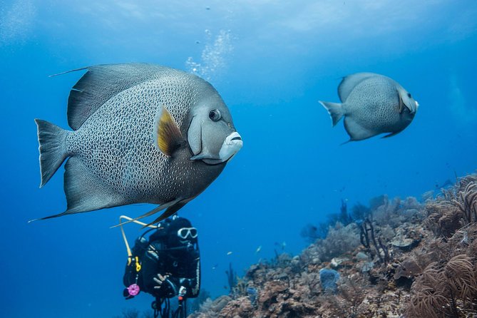 Two tanks local diving for certified divers, SCUBA gear included - Getting on the Water: Short Boat Ride, Then Reef Time