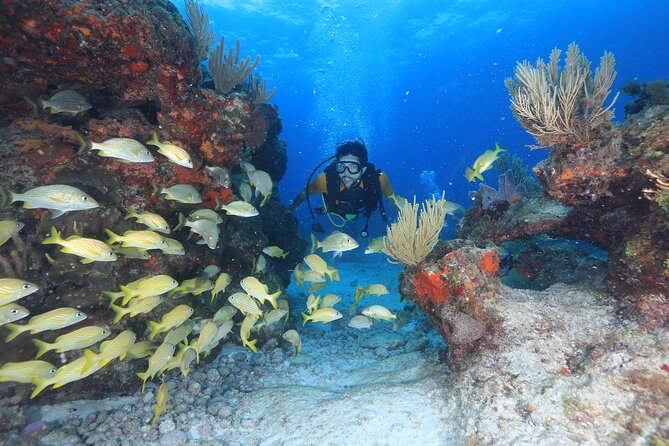 Two Tanks Scuba Diving for Beginners in Cancun - A one-day two-tank plan that actually prepares you