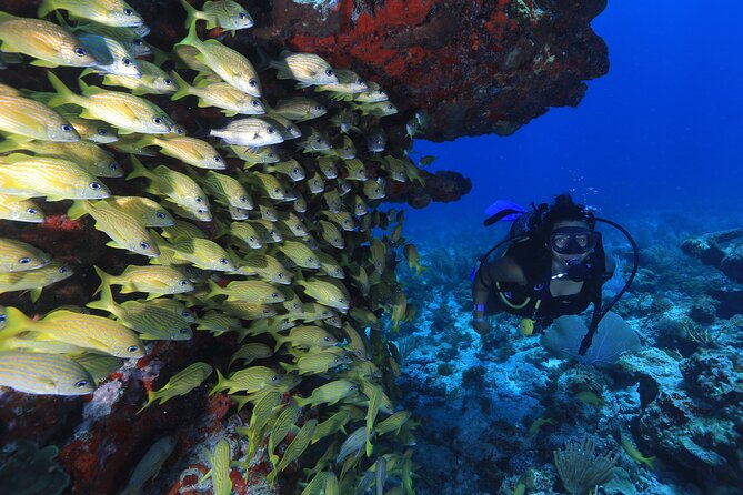Two Tanks Scuba Diving for Beginners in Cancun - Site 1: MUSA Underwater Museum, statues plus marine life