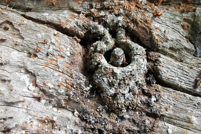 Valladolid Mayan Bees Tour with Lunch or breakfast and Honey Tasting - Key highlights at Xkopek Parque Apícola (Valladolid Mayan Bees Tour)