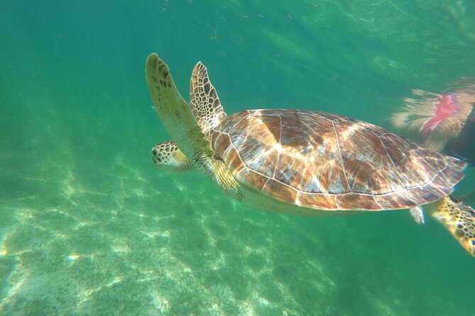 VIP Cenotes & Turtles Private Tour - Cenote Taak Bi Ha: underground river snorkeling with flashlights