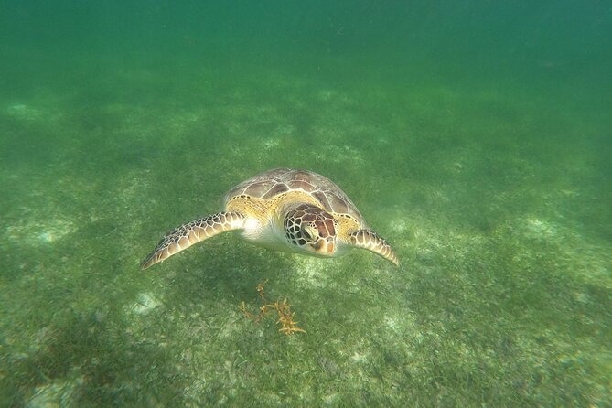 VIP Tulum & Turtles Private Tour - Tulum ruins with a local archaeology expert