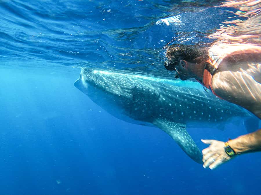 Whale Shark Adventure from Isla Mujeres - Key Things That Make This Whale Shark Snorkeling Stand Out