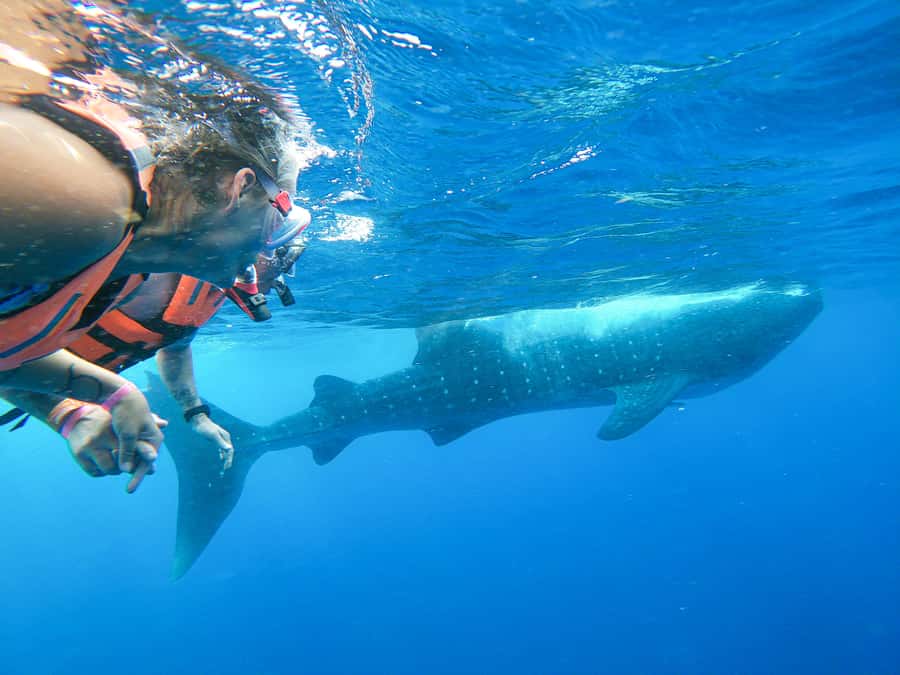 Whale Shark Adventure from Isla Mujeres - Why May to September Matters for Whale Sharks Near Isla Mujeres