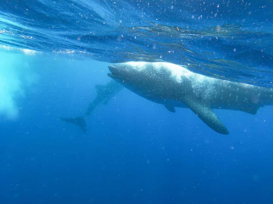 Whale Shark Adventure from Isla Mujeres - The Full 6 Hours on the Water: How the Search Works