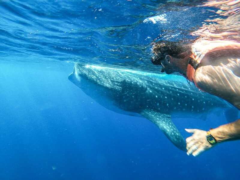 Whale Shark Adventure from Isla Mujeres - Dolphins, Manta Rays, and Flying Fish: The Day Is More Than One Species