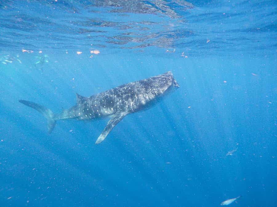 Whale Shark Adventure from Isla Mujeres - Boat Comfort, Seating, and Seasickness Reality Checks