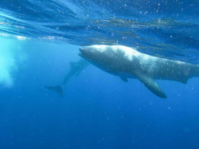 Whale Shark Adventure from Isla Mujeres - What You Eat and Drink While You Wait for Whale Sharks