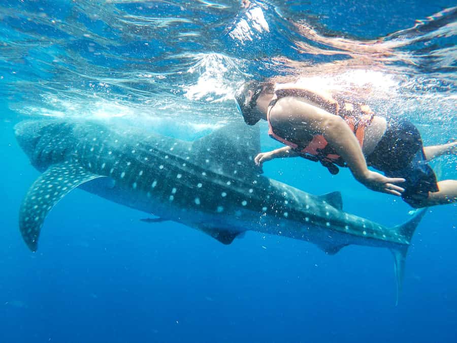 Whale Shark Adventure from Isla Mujeres - Gear, Guide, and Language Support (English and Spanish)