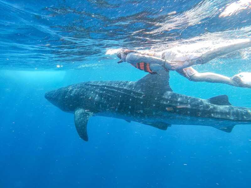 Whale Shark Adventure from Isla Mujeres - Price and Value: Is $176 Worth It?