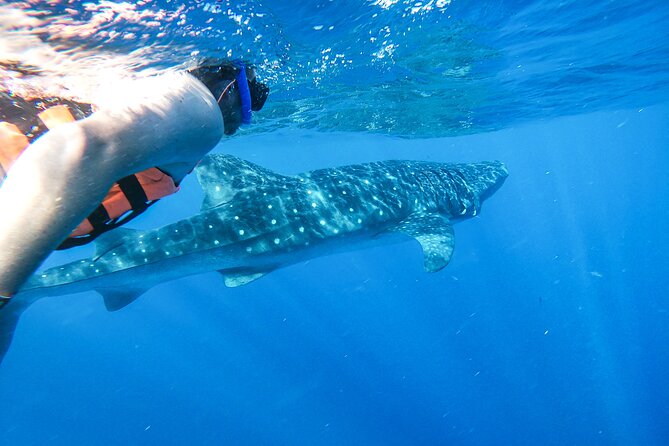 Whale Shark Adventure in Isla Mujeres and Cancun - Whale Shark Magic Starts With a Simple Truth