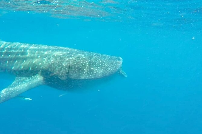 Whale Shark Adventure in Isla Mujeres and Cancun - Getting There: Black Pearl Dock and Pickup on the Riviera