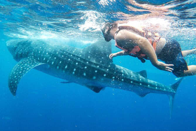 Whale Shark Adventure in Isla Mujeres and Cancun - How the Whale Shark Swim Works (No Caging, No Feeding, Tight Rules)