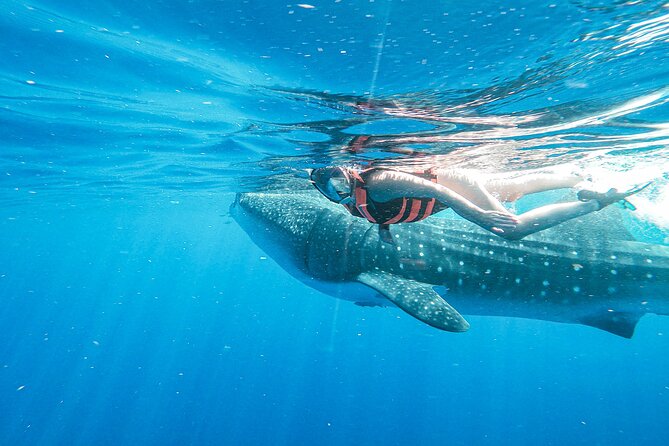 Whale Shark Adventure in Isla Mujeres and Cancun - Meet the Sharks, Plus the Extras in the Water