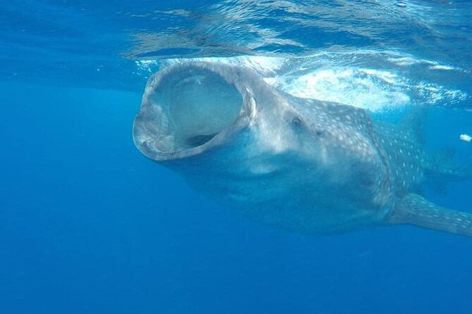 Whale Shark Adventure in Isla Mujeres and Cancun - Duration, Group Size, and Why It Changes Your Expectations