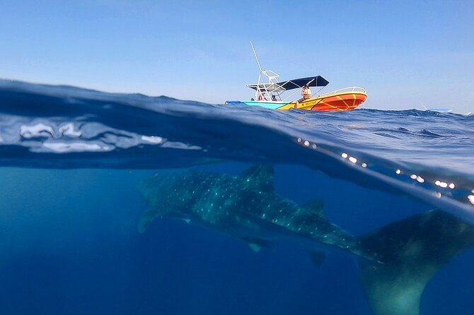 Whale Shark and Snorkeling Adventure from Isla Holbox - Morning Game Plan: Mandarina Breakfast, Safety Briefing, Then the Dock