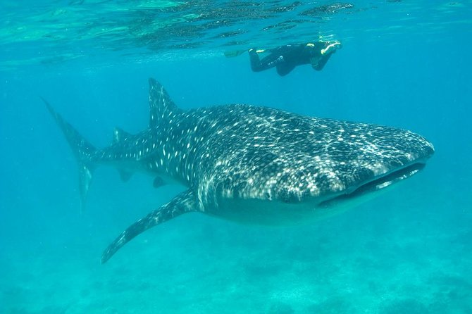 Whale Shark and Snorkeling Adventure from Isla Holbox - Whale Shark Swim Rules: How Pair Swims Keep the Encounter Respectful