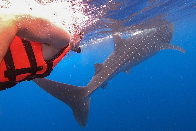 Whale Shark and Snorkeling Adventure from Isla Holbox - Santa Paula Beach Swim and Fresh Ceviche: The Best Kind of Finish