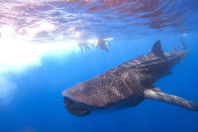 Whale Shark and Snorkeling Adventure from Isla Holbox - Comfort and Motion-Sickness Reality: Plan Like the Boat Is Part of the Deal
