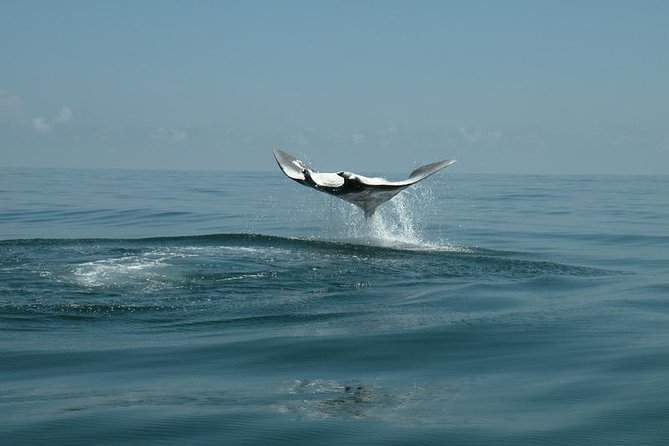 Whale Shark and Snorkeling Adventure from Isla Holbox - The Boat Ride to Yum Balam Reserve: 1-2 Hours of Looking Sharp