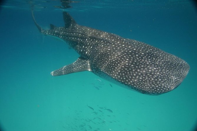 Whale Shark Encounter Full-Day all inclusive Tour from Riviera Maya - Safety and comfort: what to wear, and what to bring