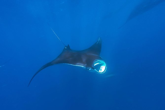 Whale Shark Encounter Full-Day all inclusive Tour from Riviera Maya - Isla Mujeres: the reset after the swim