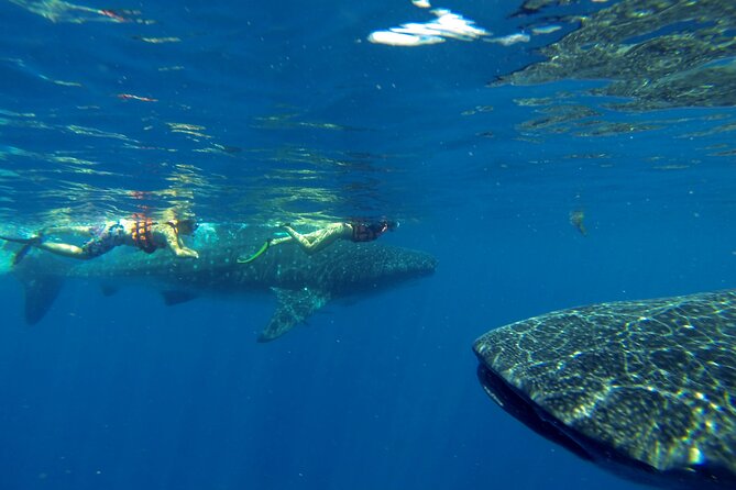 Whale Shark Encounter Full-Day all inclusive Tour from Riviera Maya - Lunch on board: ceviche, guacamole, and simple choices