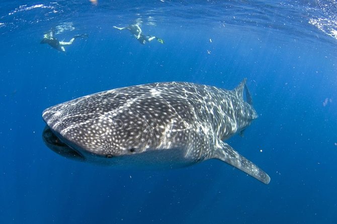 Whale shark encounter Private tour - swim with whale shark cancun - Key highlights you can feel right away