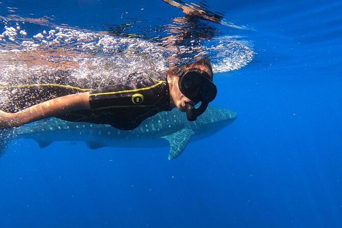 Whale shark encounter Private tour - swim with whale shark cancun - Private-group whale shark time, with a reality check about the water