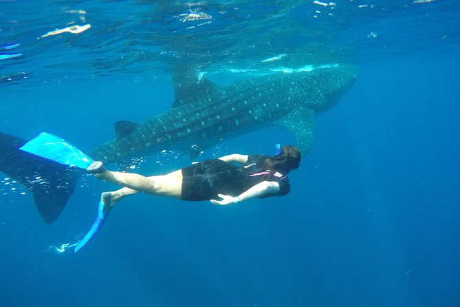 Whale shark encounter Private tour - swim with whale shark cancun - Mantas, turtles, dolphins: how to enjoy the whole marine buffet
