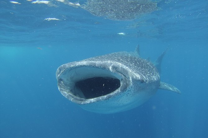 Whale shark encounter Private tour - swim with whale shark cancun - Price and value: what $975 buys you, and when it makes sense