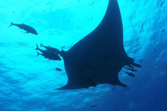 Whale shark encounter Private tour - swim with whale shark cancun - Pickup from the Mayan Riviera, and why that schedule helps