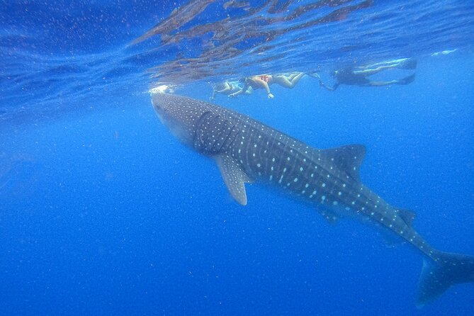 Whale Shark Group Adventure from Isla Holbox - Isla Holbox Whale Shark Group Adventure, what you’re really paying for