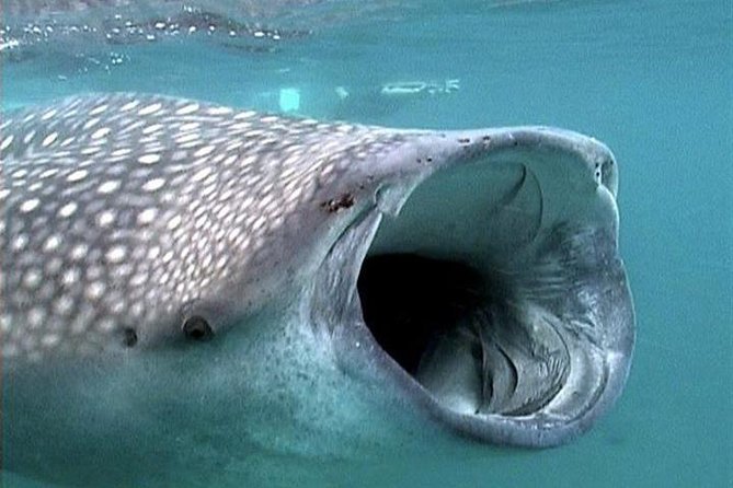 Whale Shark Group Adventure from Isla Holbox - 6:30 am start at VIP Holbox, plus breakfast that actually helps