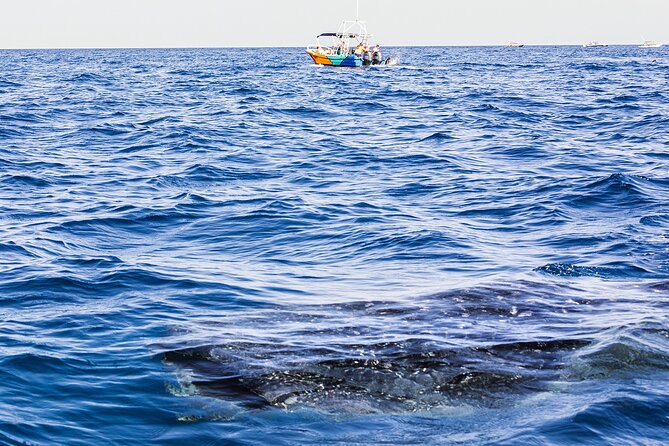Whale Shark Group Adventure from Isla Holbox - Yum Balam Reserve and Punta Mosquito stops, why they help the day feel complete