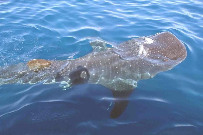 Whale Shark Group Adventure from Isla Holbox - Whale shark snorkeling, how you enter and what your guide helps you notice