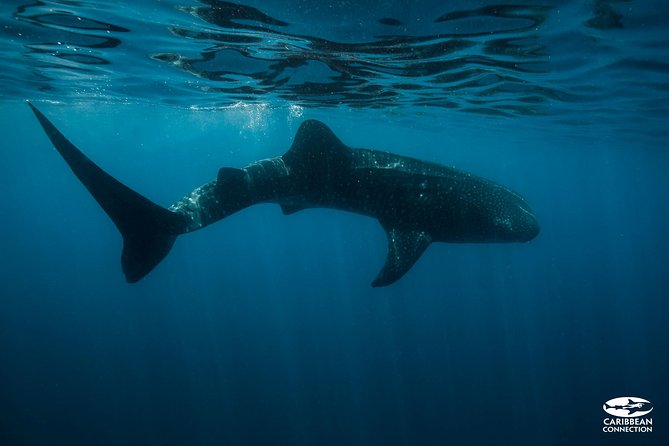 Whale Shark Swimming and Isla Mujeres Beach Tour - Getting From Your Hotel to Punta Sam, The Morning Logistics That Make It Work