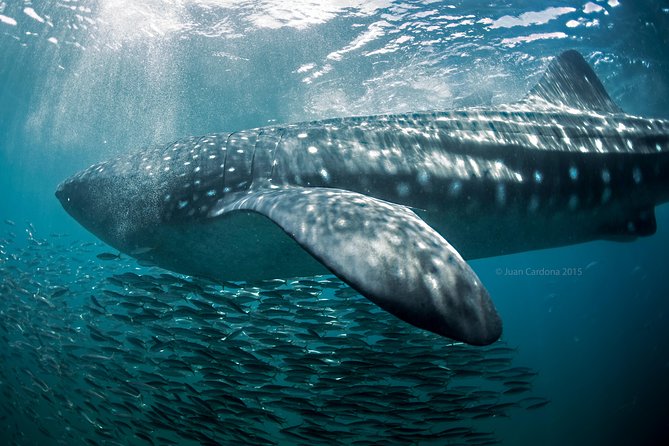 Whale Shark Swimming and Isla Mujeres Beach Tour - Photo and Video: Helpful Keepsakes, With a Watch-Out on Pricing