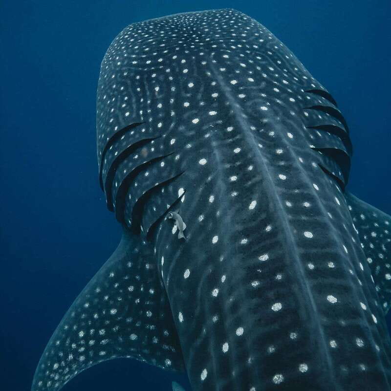 Whale Shark swimming ocean safari all included tour - Key things to know before you go