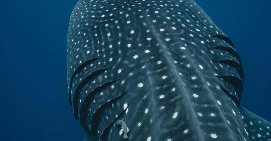 Whale Shark swimming ocean safari all included tour - The real cost: $174 plus dock fees you should plan for