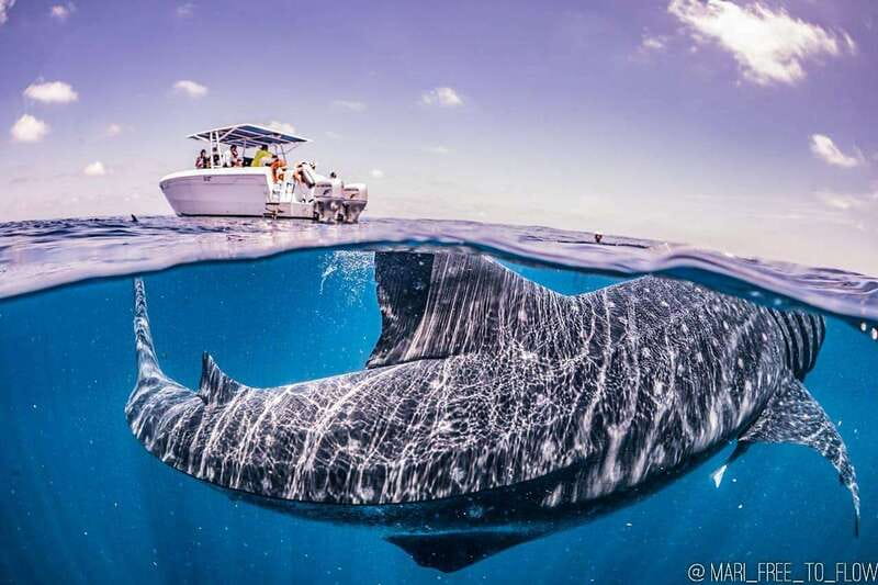 Whale Shark swimming ocean safari all included tour - Why this whale shark tour feels more local than the big-operator scene