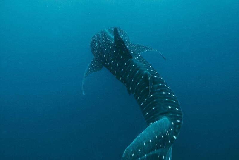 Whale Shark swimming ocean safari all included tour - The boat ride setup: comfort, communication, and why 32 ft matters
